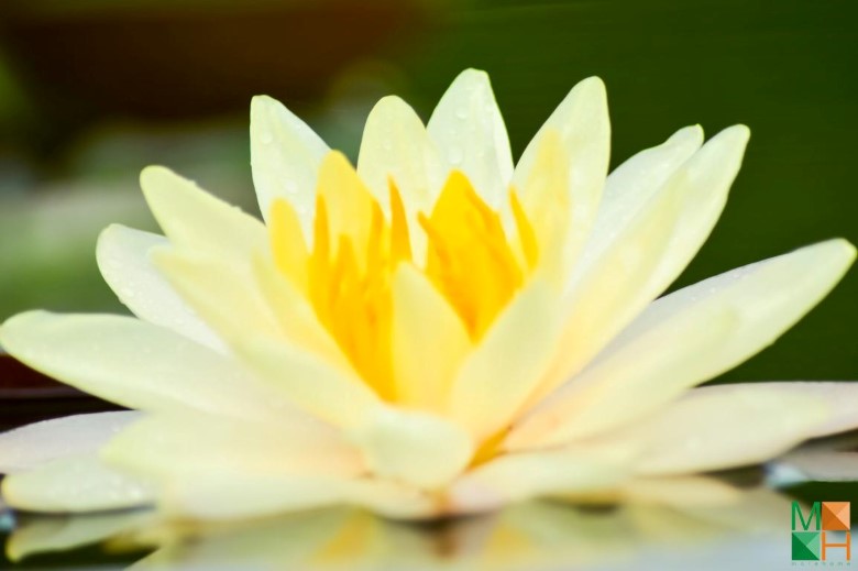 Tranh dán tường hoa súng tại Nhật Tân, Tây Hồ, Hà Nội FW - 295